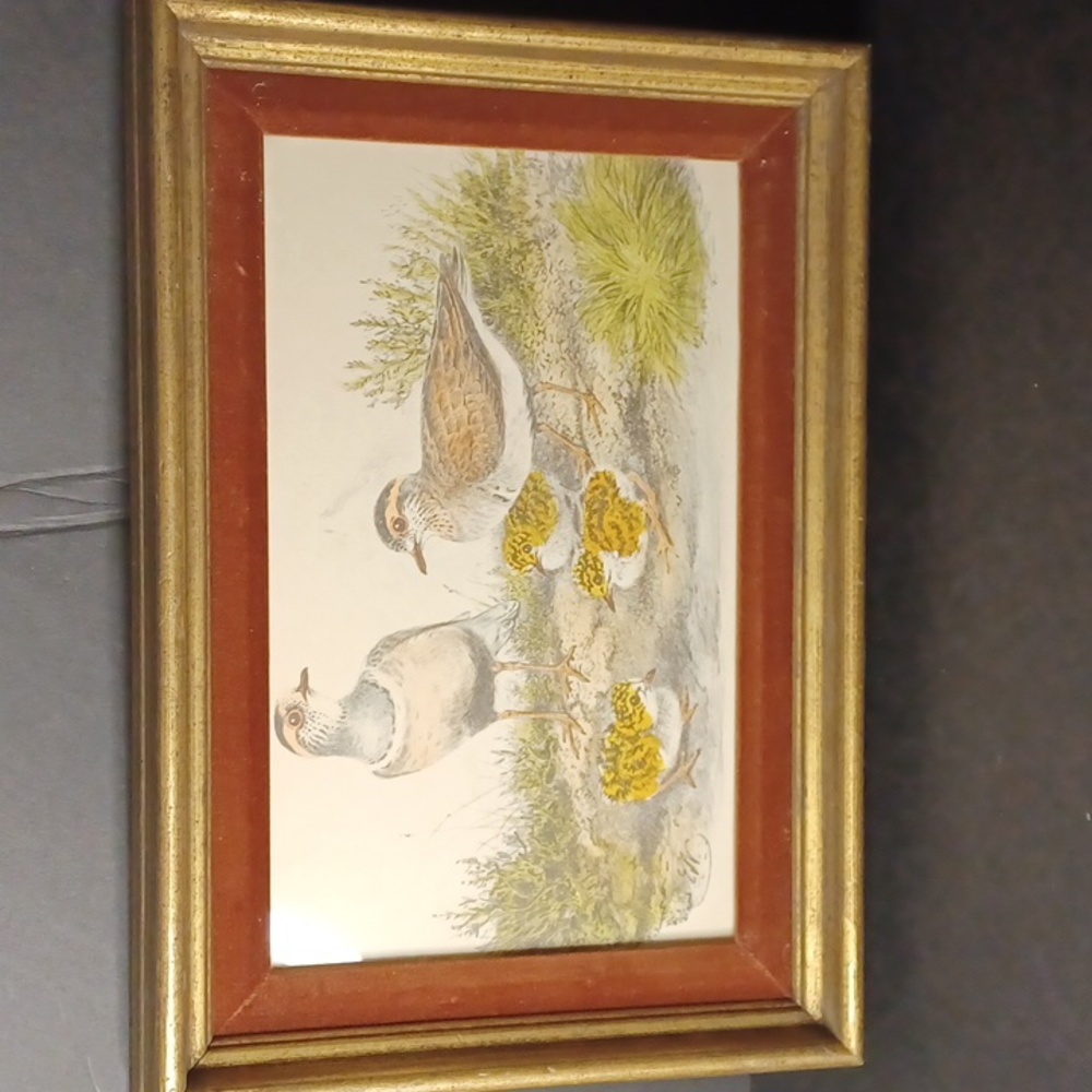 Vintage picture of Birds